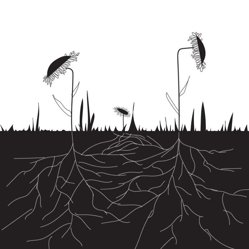 CONEXOESTERRENAS