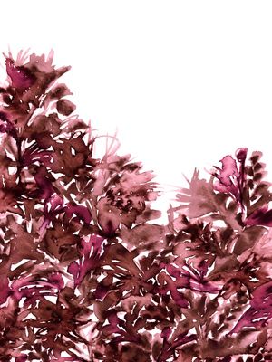 LIGHT BLOOMS 5