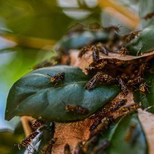 MACRO INSETOS