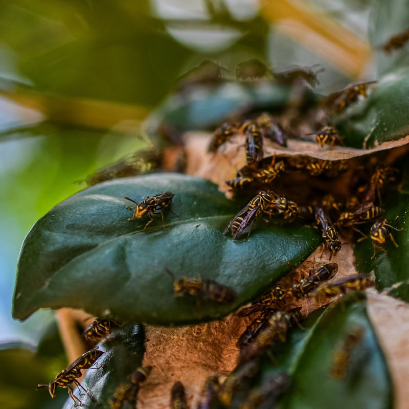 MACRO INSETOS