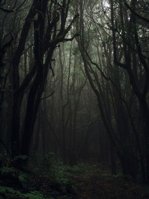 FERAL ROOTS