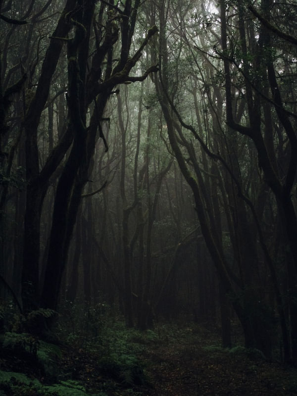 FERAL ROOTS