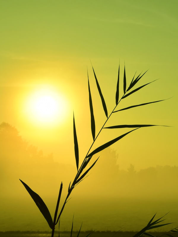 CREPUSCULO DOURADO