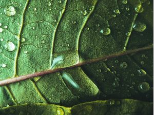 GREEN LIFE VI