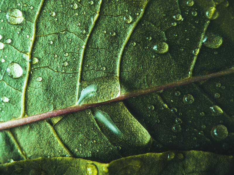 GREEN LIFE VI