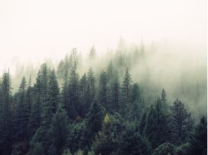 FOREST HUNTER