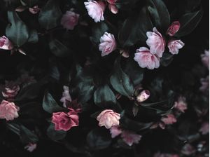 POR ONDE EU FLOR 1