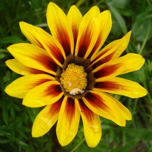 A LITTLE SUNFLOWER