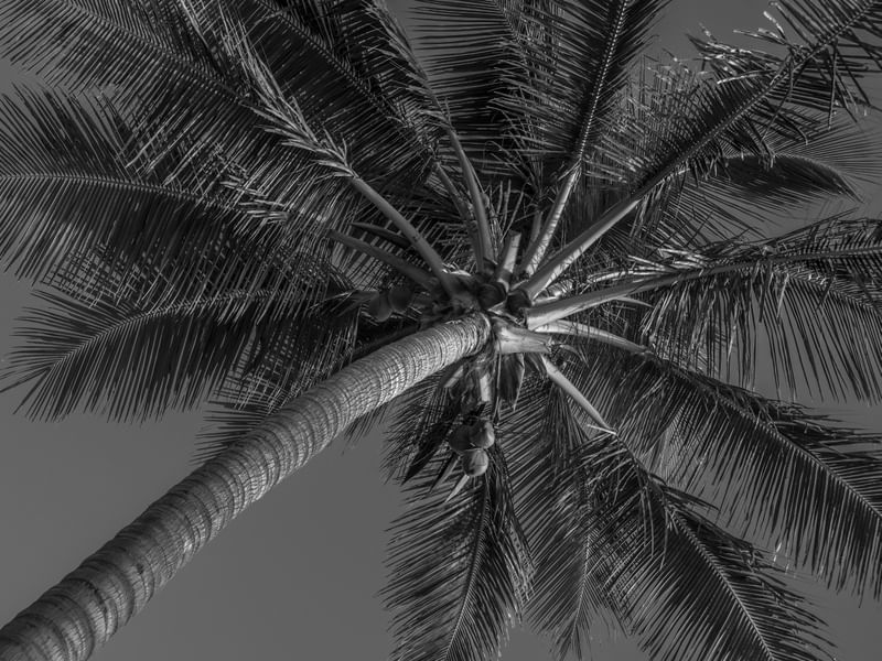 COQUEIRO_PRAIA DO CANTO VERDE_CE_PNW