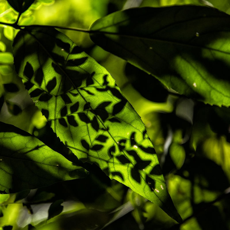 RENDADO PELA NATUREZA