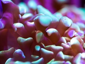 MARINE LIFE SERIES (5)