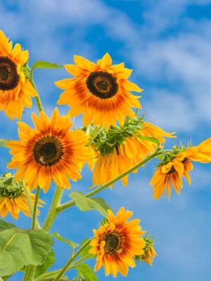 OS GIRASSÓIS DA PRIMAVERA (5)