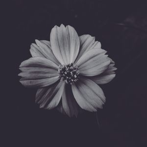 O CENTRO DA FLOR