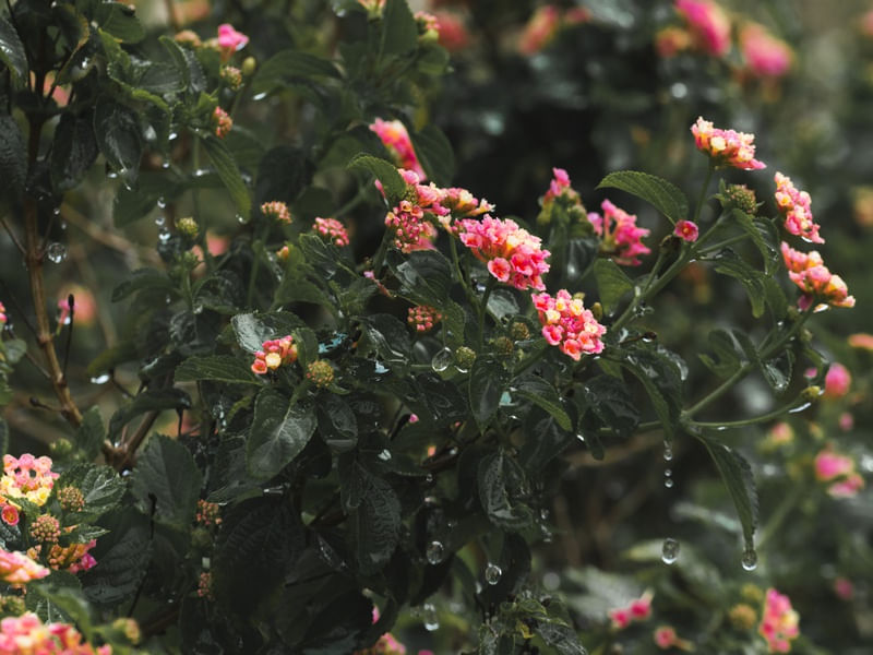SUMMER BLOOM