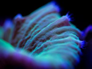 MARINE LIFE SERIES (6)