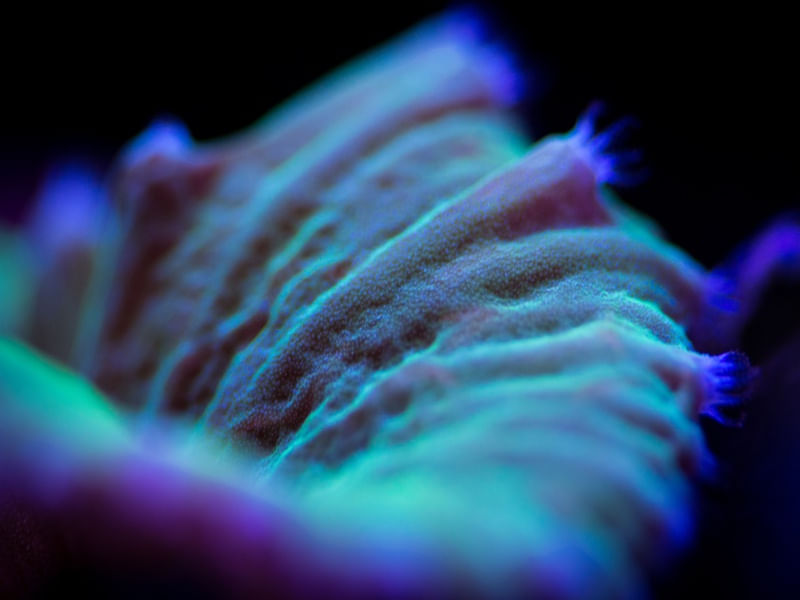 MARINE LIFE SERIES (6)