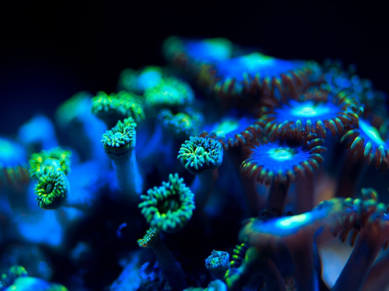 MARINE LIFE SERIES (11)