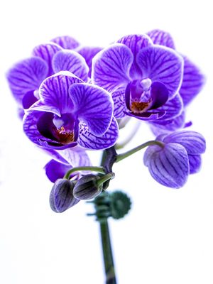 ORQUÍDEA EM DETALHE 03