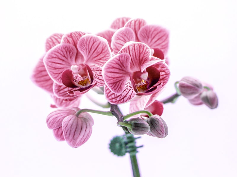 ORQUÍDEA EM DETALHE 01