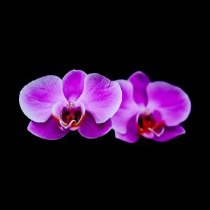 ORQUÍDEA ROSA COM FUNDO NEUTRO