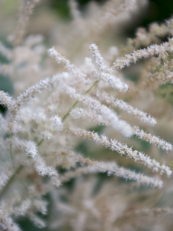 FLORA EXÓTICA 2