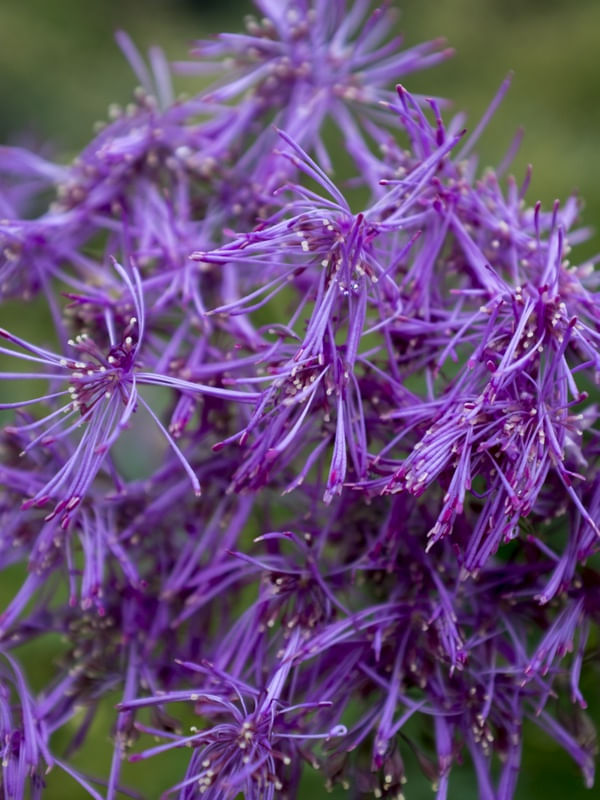 FLORA EXÓTICA 5