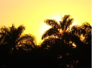 SOL POENTE E ÁRVORES 01