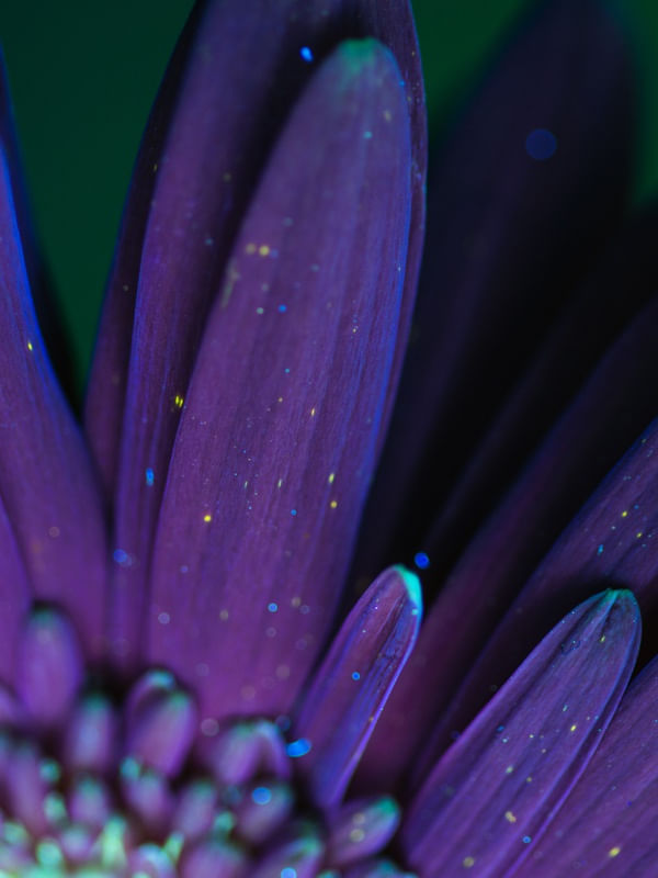 UV FLOWER SERIES (PÉTALA)