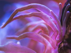 MARINE LIFE SERIES (1)