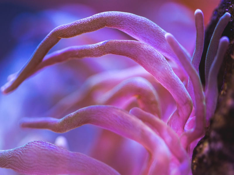 MARINE LIFE SERIES (1)