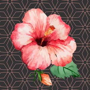 FLOR DE IBISCO