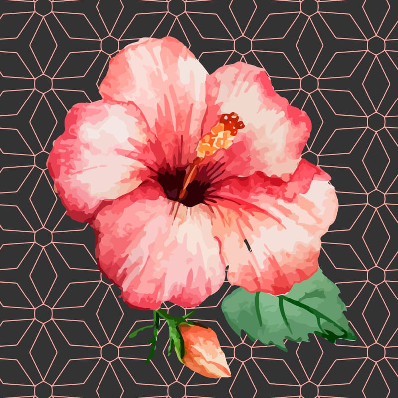 FLOR DE IBISCO