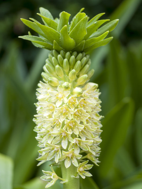 FLORA EXÓTICA 28