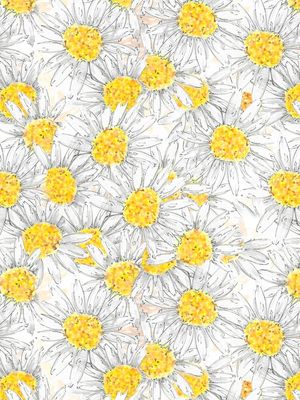 MARGARIDA AQUARELA