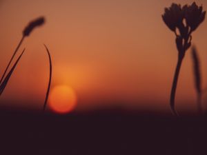 OCASO LARANJA