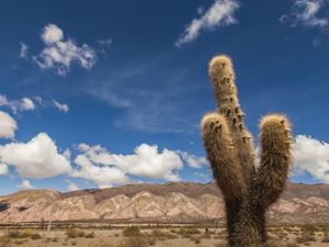 CACTUS GIGANTE