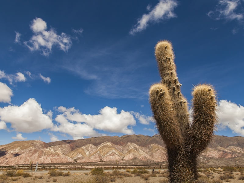 CACTUS GIGANTE