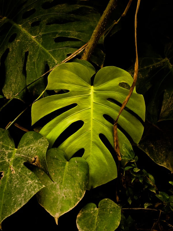 ADÃO TROPICAL