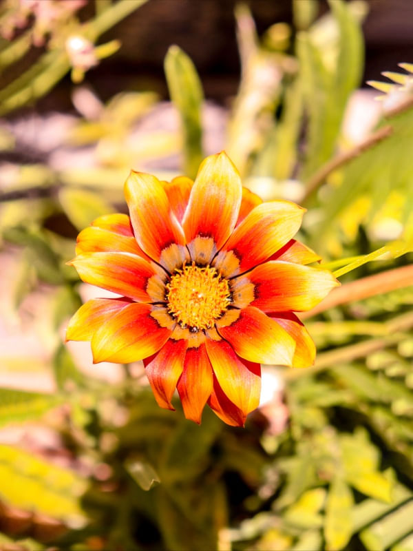 A BELA FLOR 265