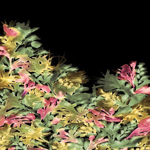 DARK BLOOMS 2