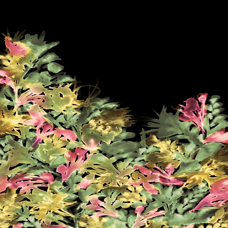 DARK BLOOMS 2