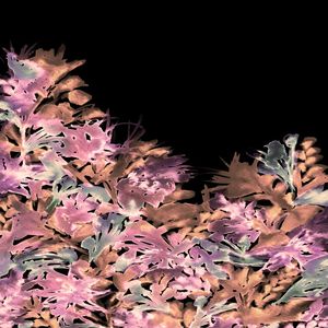DARK BLOOMS 3
