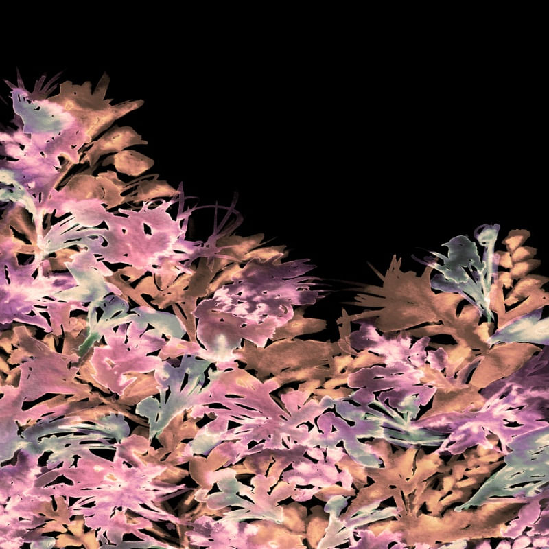 DARK BLOOMS 3