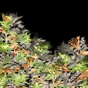 DARK BLOOMS 4