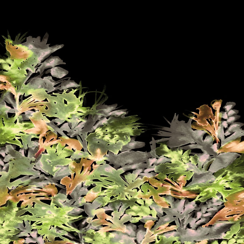 DARK BLOOMS 4