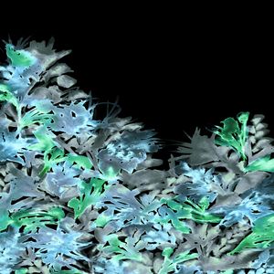 DARK BLOOMS 6