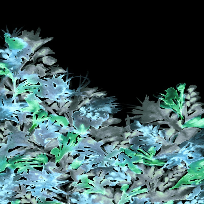 DARK BLOOMS 6