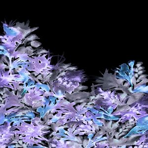 DARK BLOOMS 7