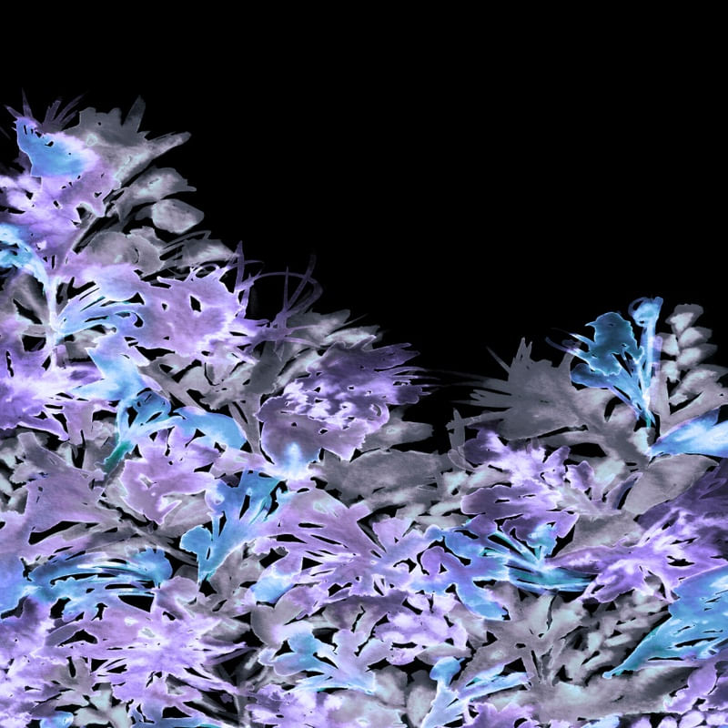 DARK BLOOMS 7
