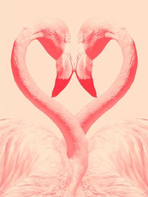 FLAMINGO IN LOVE
